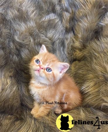 PlushPersians Picture 2